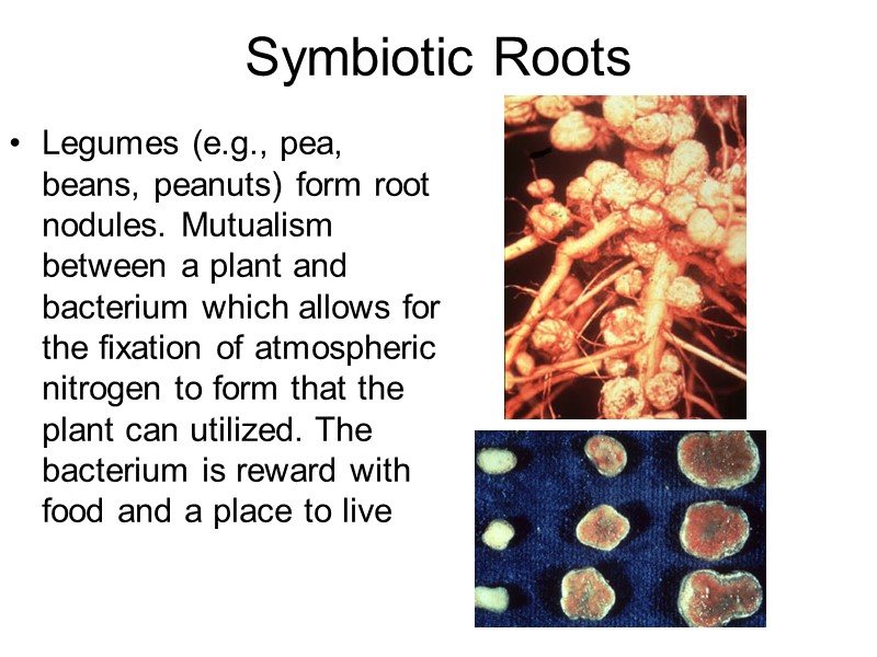 Symbiotic Roots  Legumes (e.g., pea, beans, peanuts) form root nodules. Mutualism between a